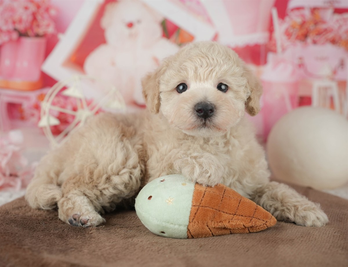 トイ・プードル | 男の子 | アプリコット | 2026年2月11日