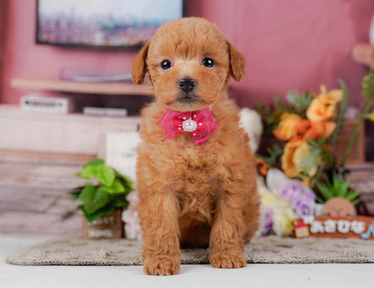 トイ・プードル | 女の子 | レッド | 2026年2月11日