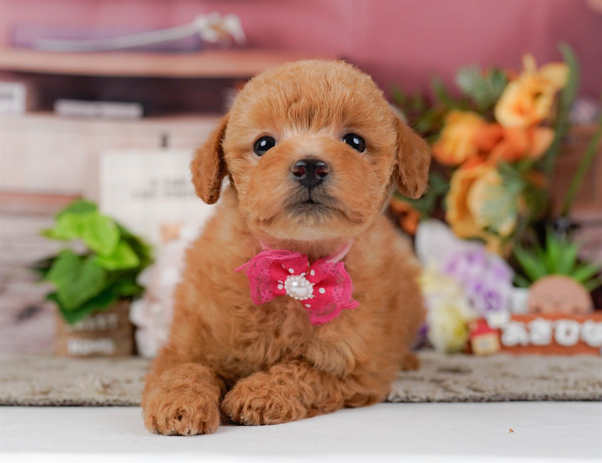 トイ・プードル | 女の子 | レッド | 2026年2月11日