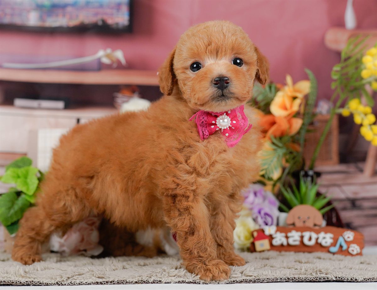 トイ・プードル | 女の子 | レッド | 2026年2月11日