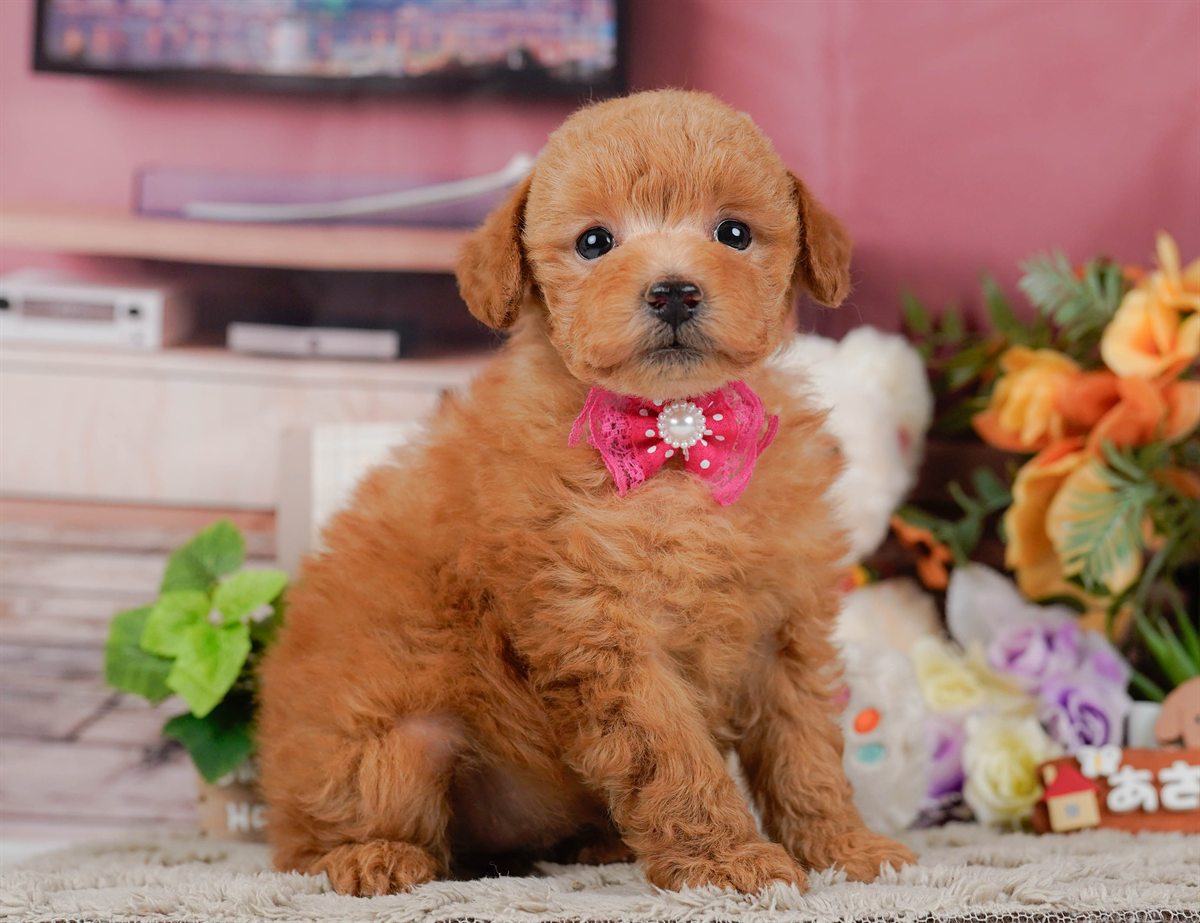 トイ・プードル | 女の子 | レッド | 2026年2月11日