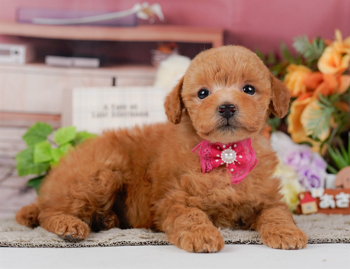 トイ・プードル | 女の子 | レッド | 2026年2月11日