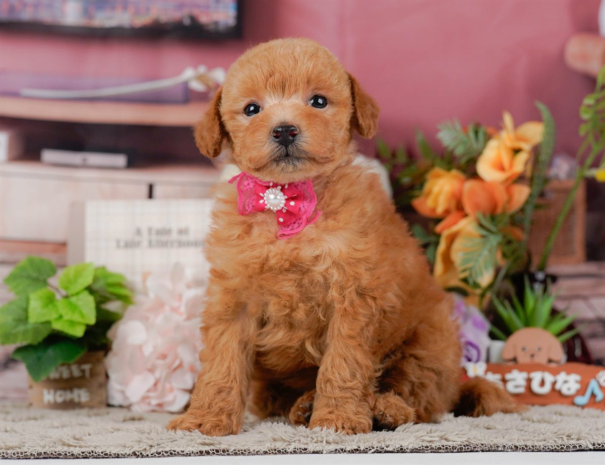 トイ・プードル | 女の子 | レッド | 2026年2月11日