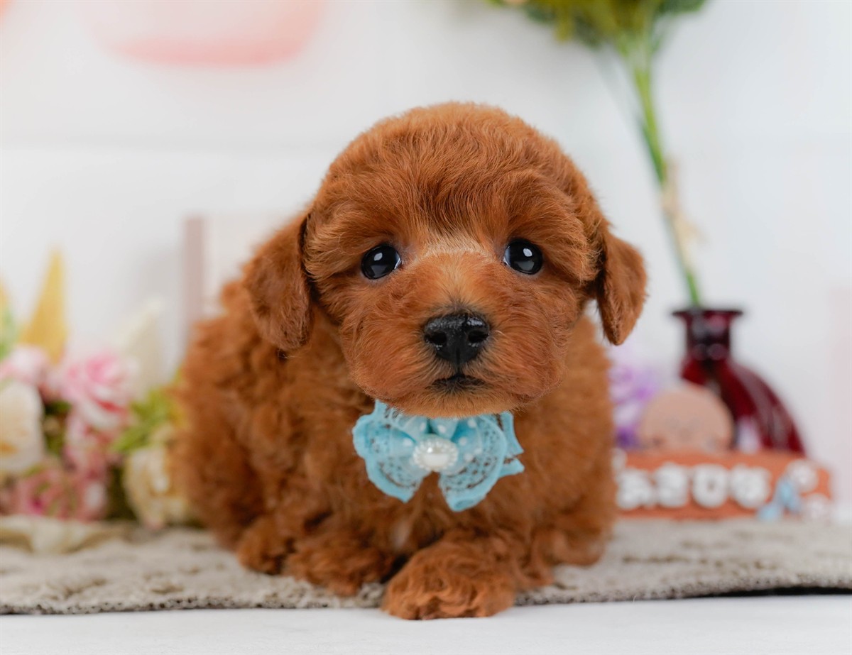 トイ・プードル | 男の子 | レッド | 2026年2月11日