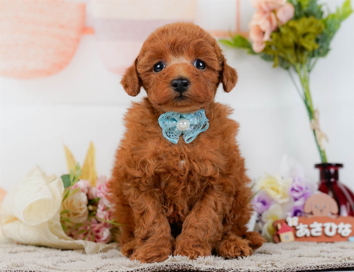 トイ・プードル | 男の子 | レッド | 2026年2月11日