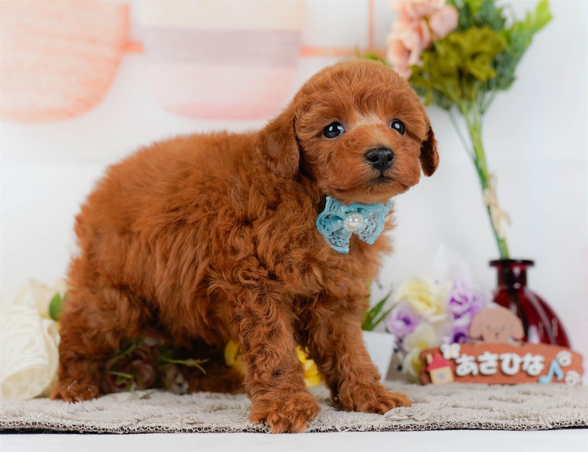 トイ・プードル | 男の子 | レッド | 2026年2月11日