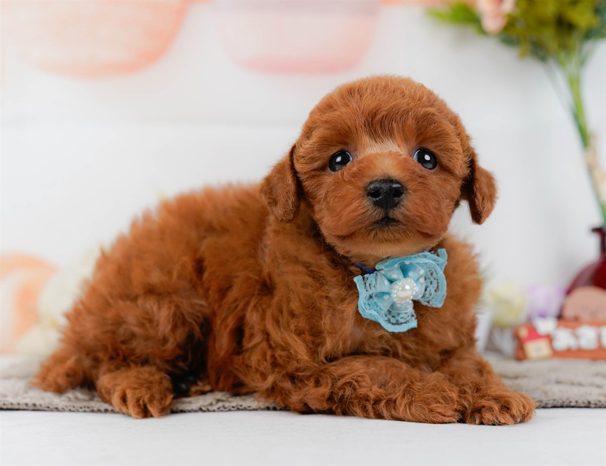 トイ・プードル | 男の子 | レッド | 2026年2月11日