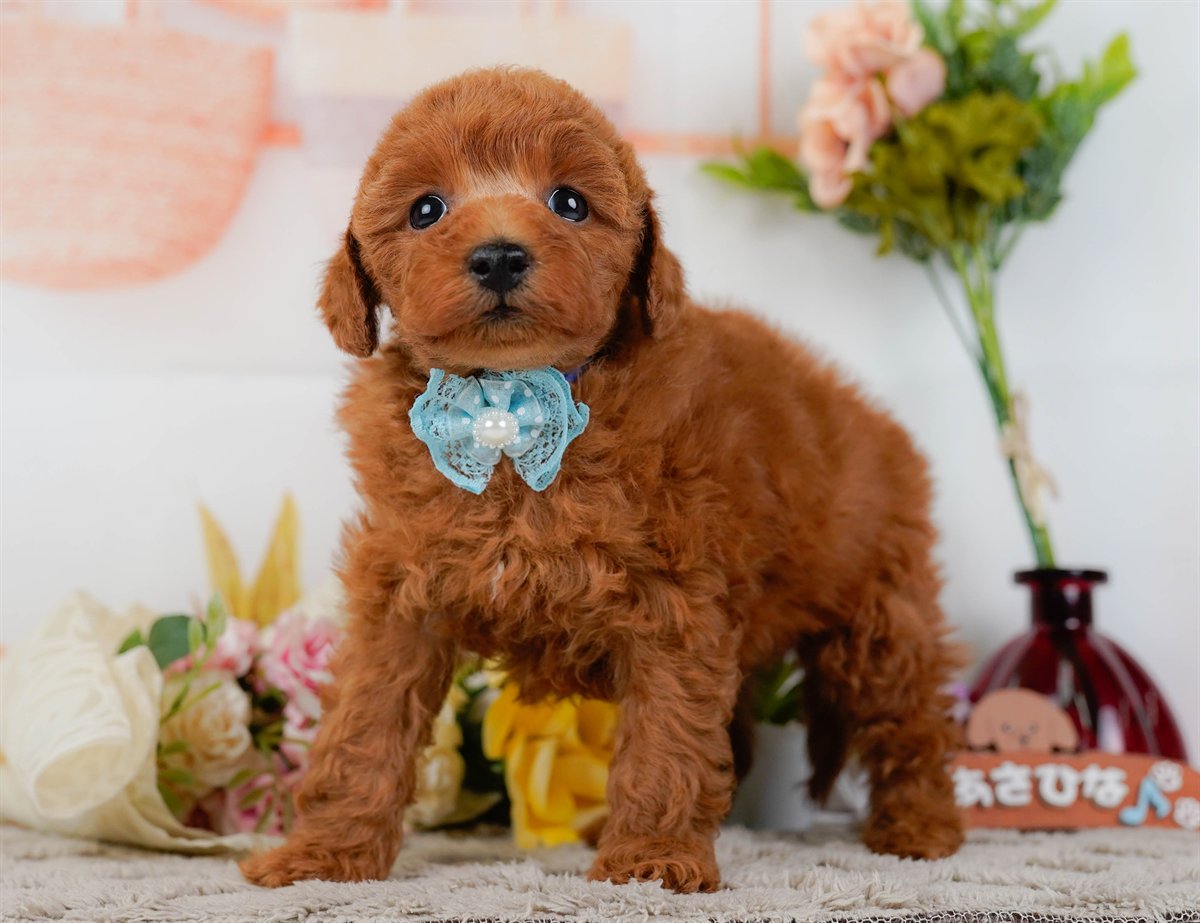 トイ・プードル | 男の子 | レッド | 2026年2月11日