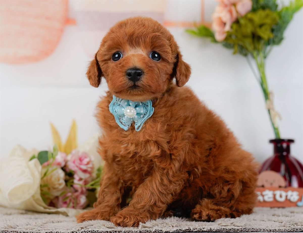 トイ・プードル | 男の子 | レッド | 2026年2月11日