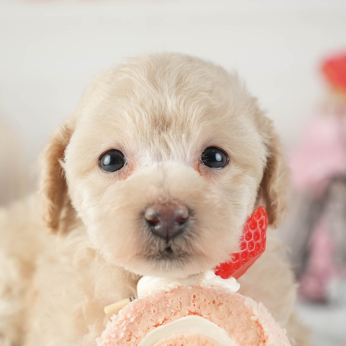 トイ・プードル | 女の子 | アプリコット | 2026年2月11日