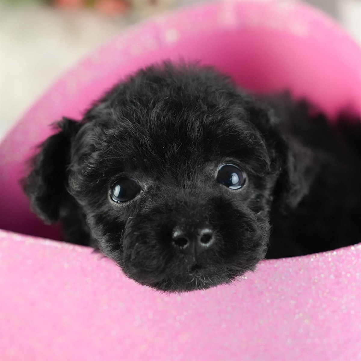 トイ・プードル | 女の子 | ブラック | 2026年2月11日（ID:dog-200015554）