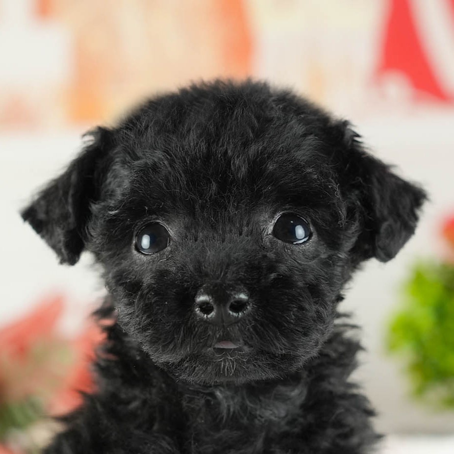 トイ・プードル | 女の子 | ブラック | 2026年2月11日（ID:dog-200015554）