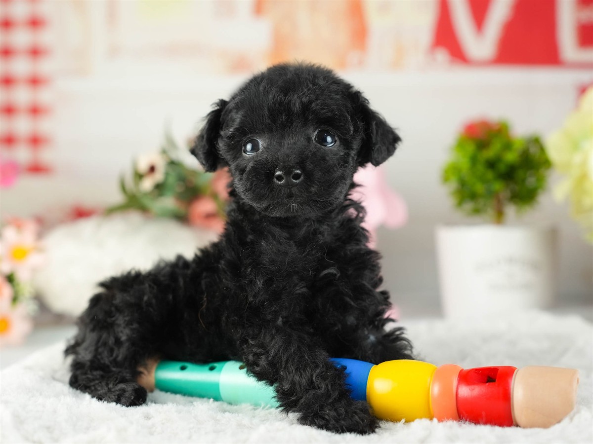 トイ・プードル | 女の子 | ブラック | 2026年2月11日（ID:dog-200015554）