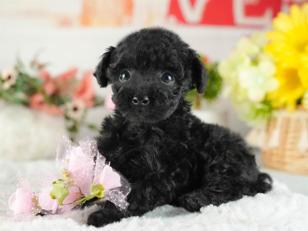 トイ・プードル | 女の子 | ブラック | 2026年2月11日（ID:dog-200015554）