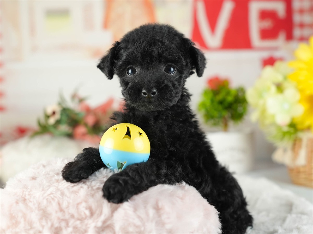 トイ・プードル | 女の子 | ブラック | 2026年2月11日（ID:dog-200015554）