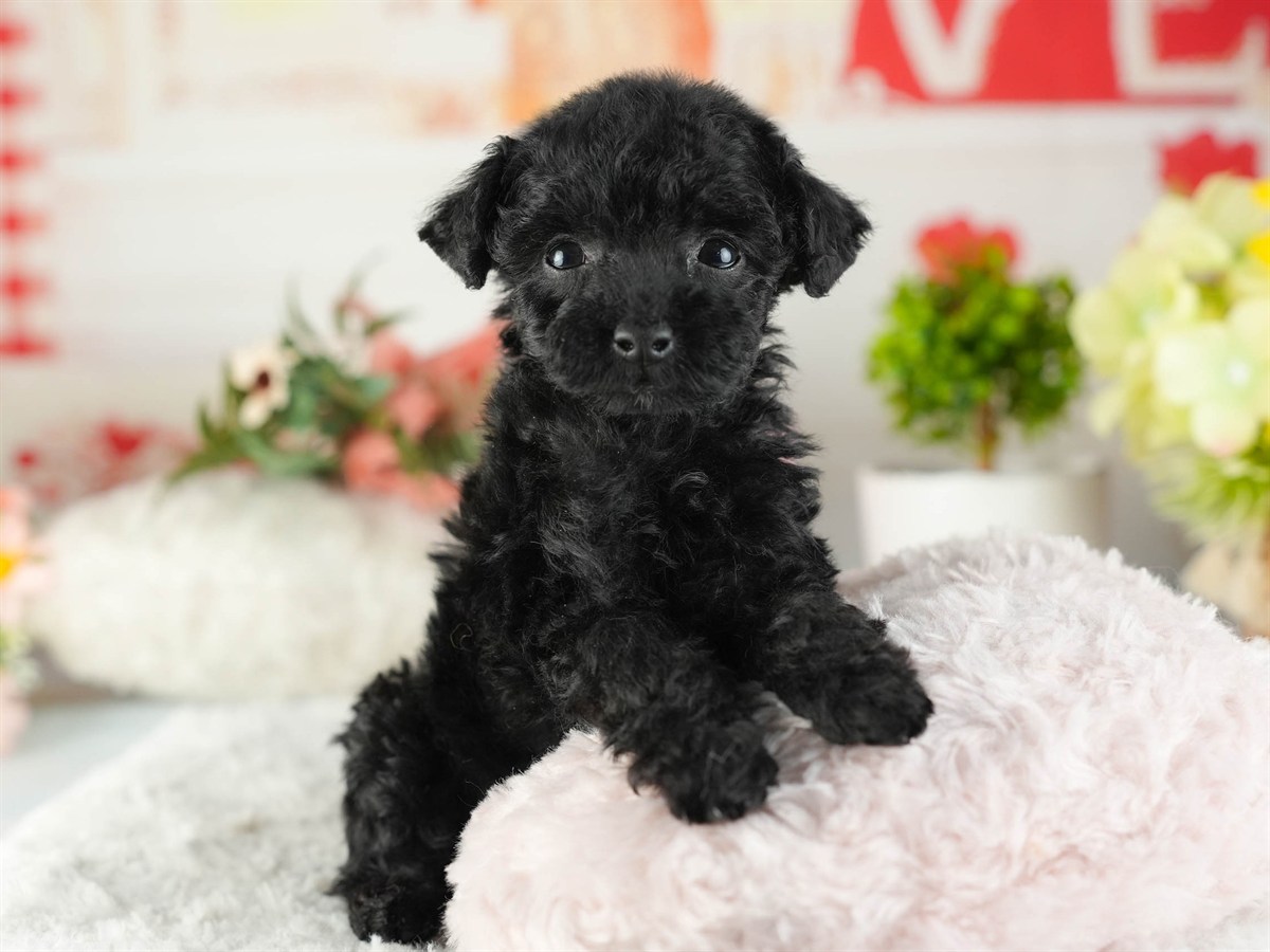 トイ・プードル | 女の子 | ブラック | 2026年2月11日（ID:dog-200015554）