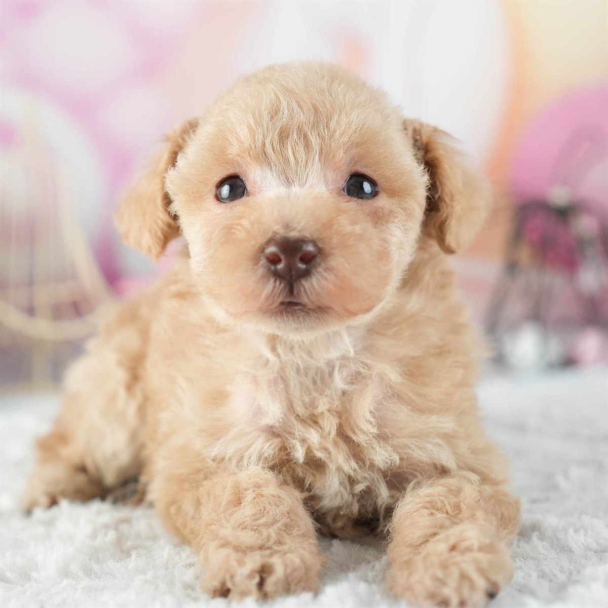 トイ・プードル | 女の子 | アプリコット | 2026年2月11日