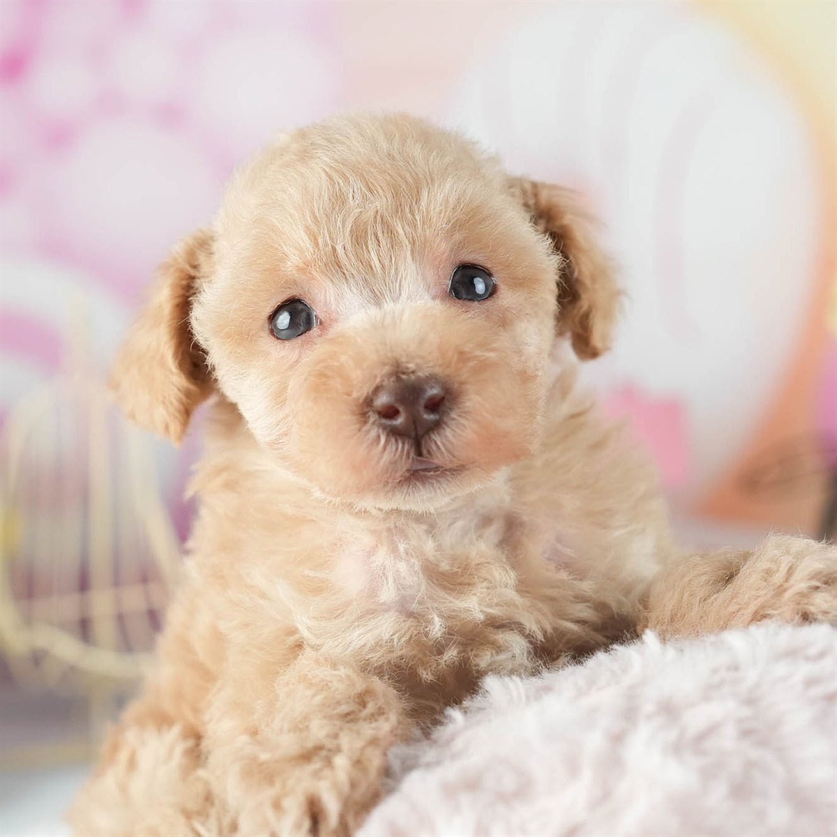 トイ・プードル | 女の子 | アプリコット | 2026年2月11日
