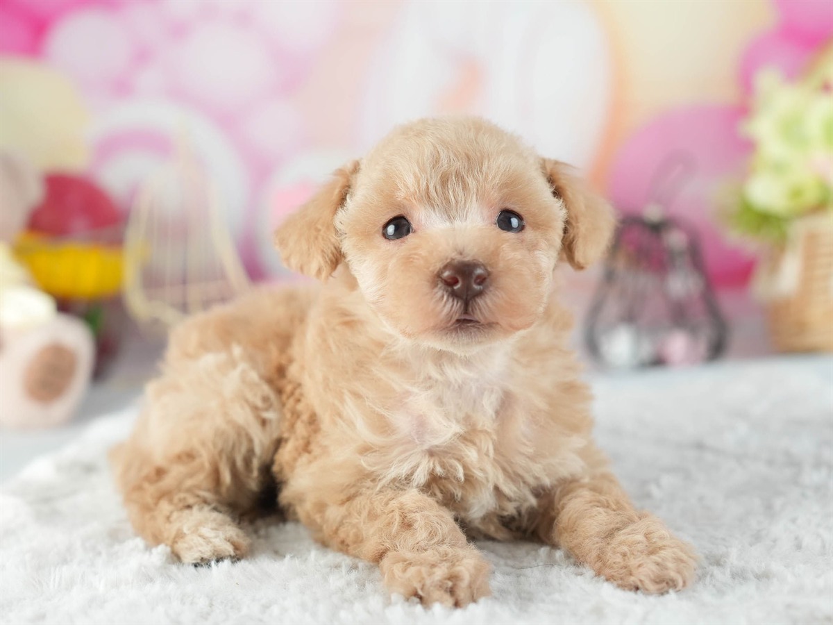 トイ・プードル | 女の子 | アプリコット | 2026年2月11日