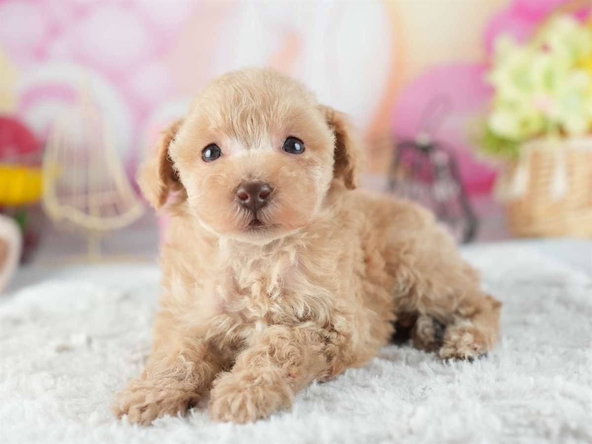 トイ・プードル | 女の子 | アプリコット | 2026年2月11日