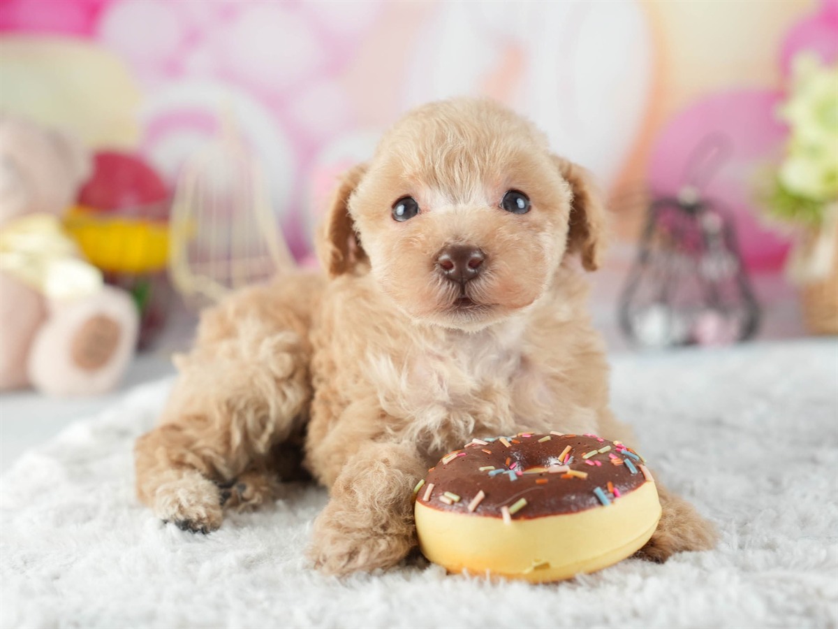 トイ・プードル | 女の子 | アプリコット | 2026年2月11日