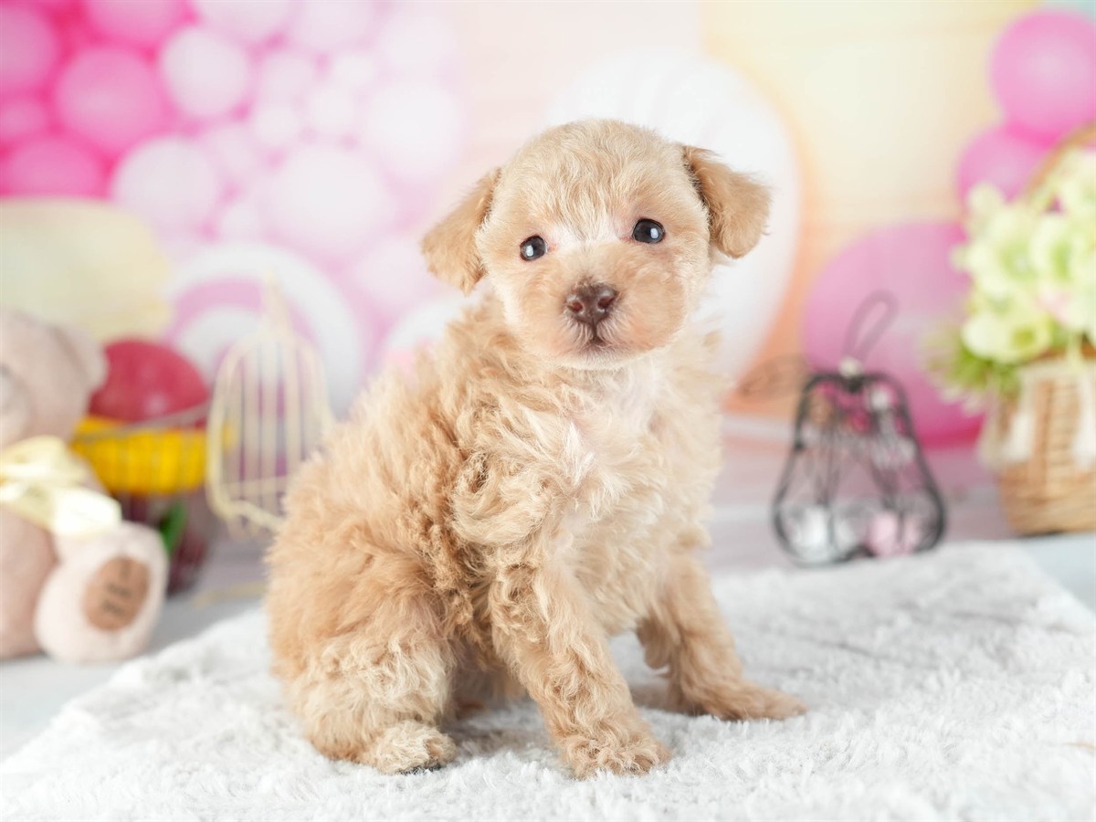 トイ・プードル | 女の子 | アプリコット | 2026年2月11日