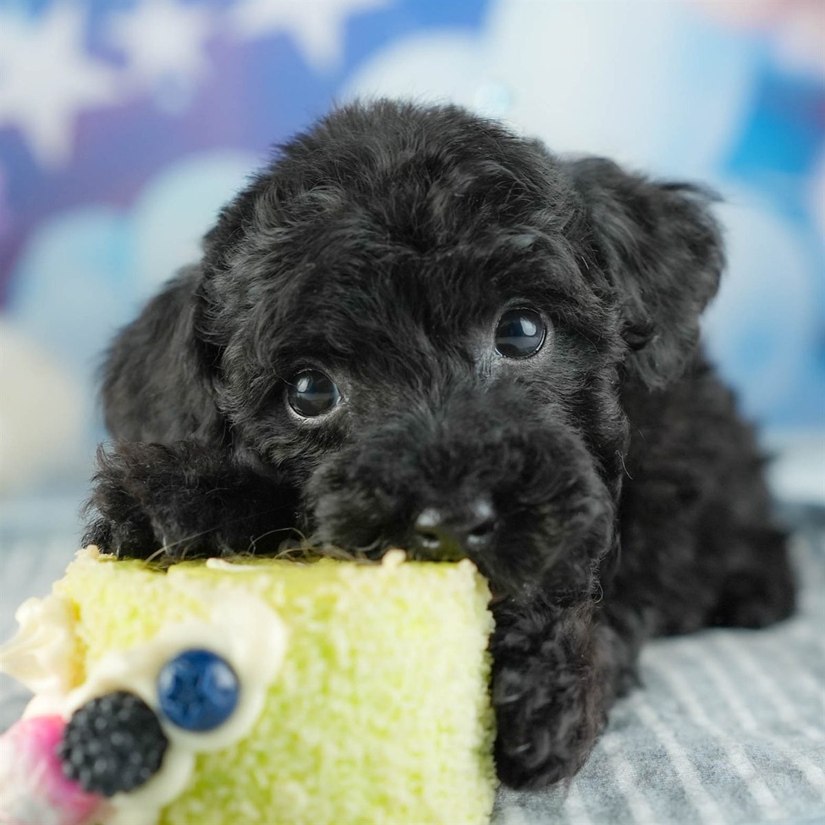 トイ・プードル | 男の子 | ブラック | 2026年2月11日（ID:dog-200015556）