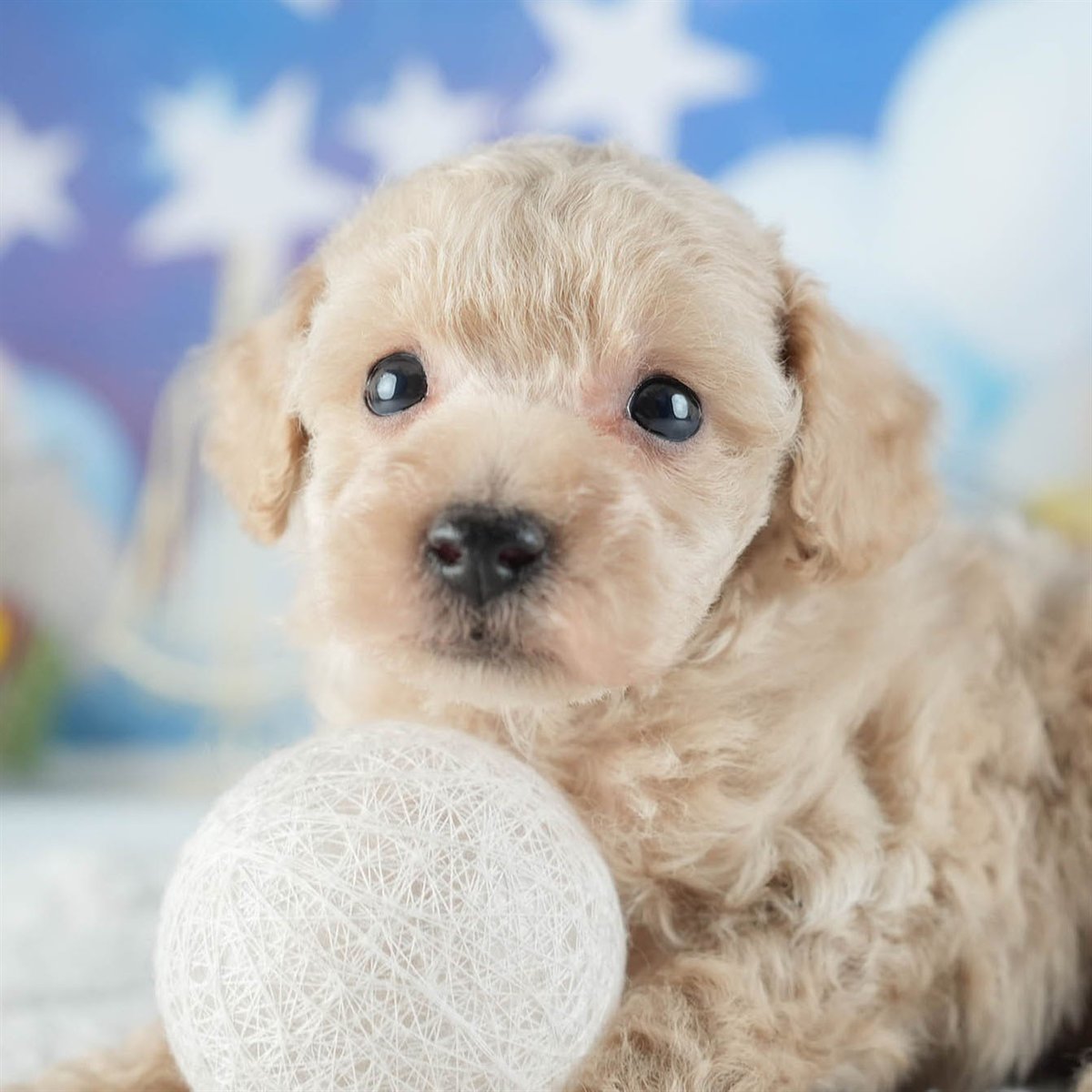 トイ・プードル | 男の子 | アプリコット | 2026年2月11日