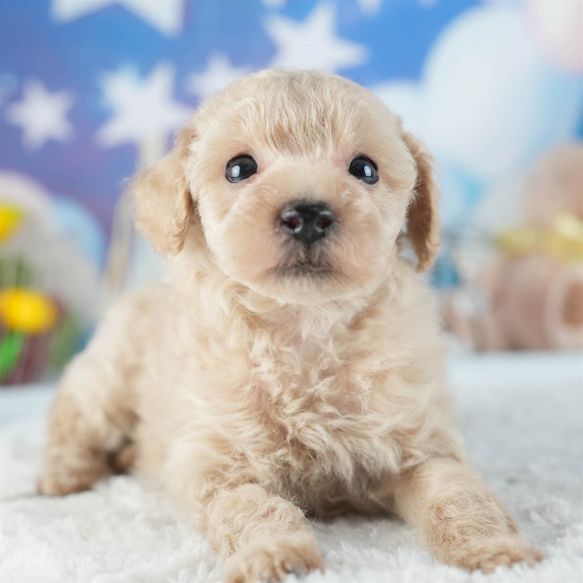 トイ・プードル | 男の子 | アプリコット | 2026年2月11日