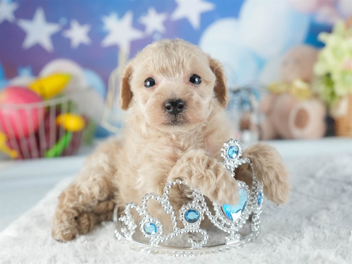 トイ・プードル | 男の子 | アプリコット | 2026年2月11日