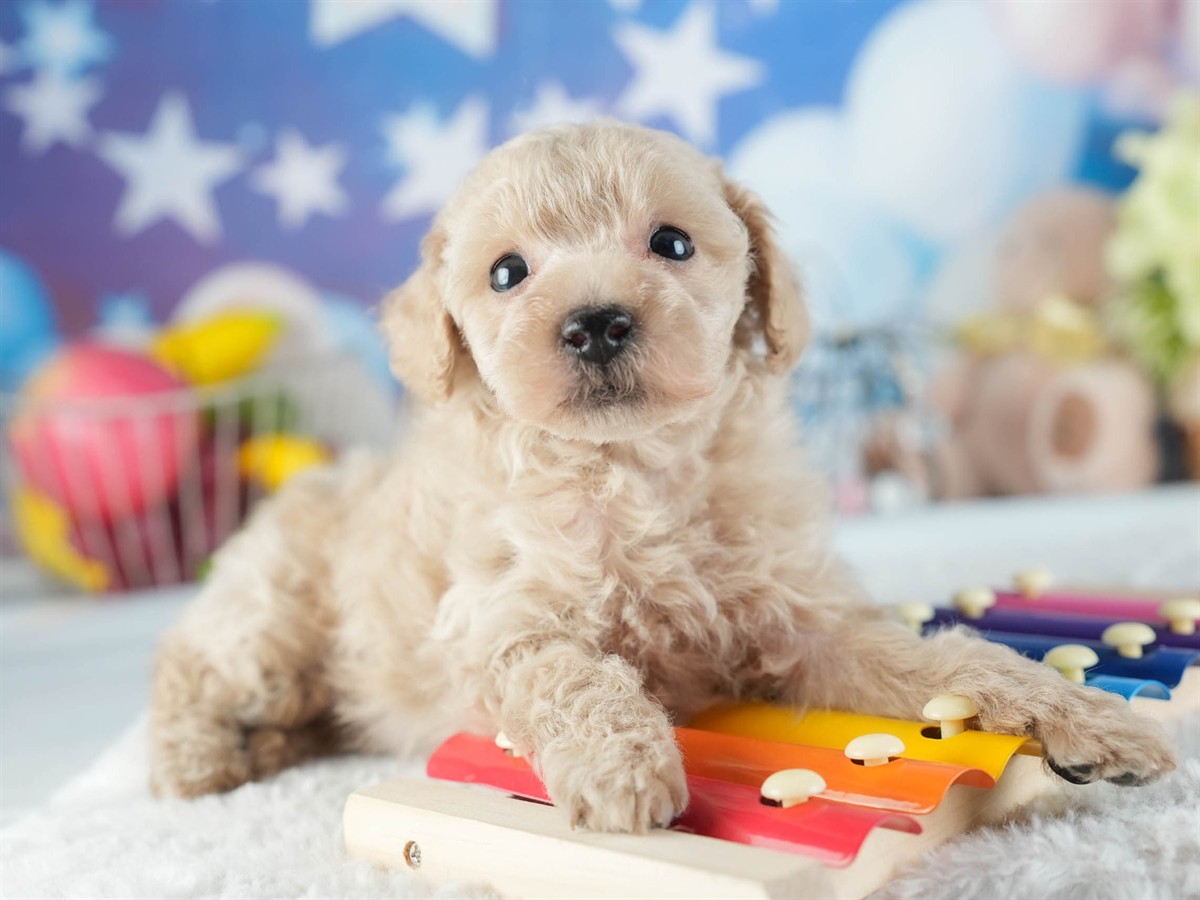 トイ・プードル | 男の子 | アプリコット | 2026年2月11日
