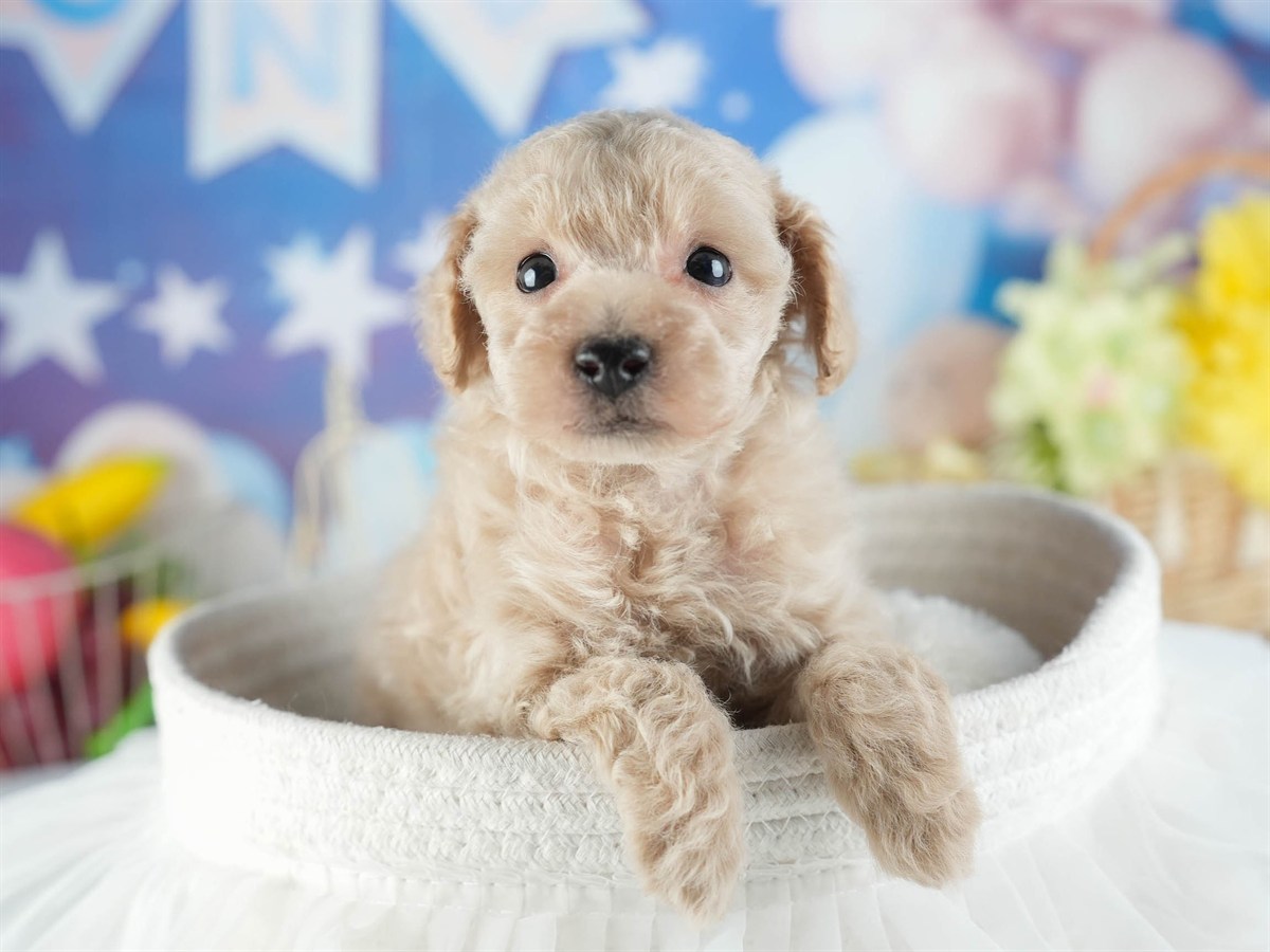 トイ・プードル | 男の子 | アプリコット | 2026年2月11日