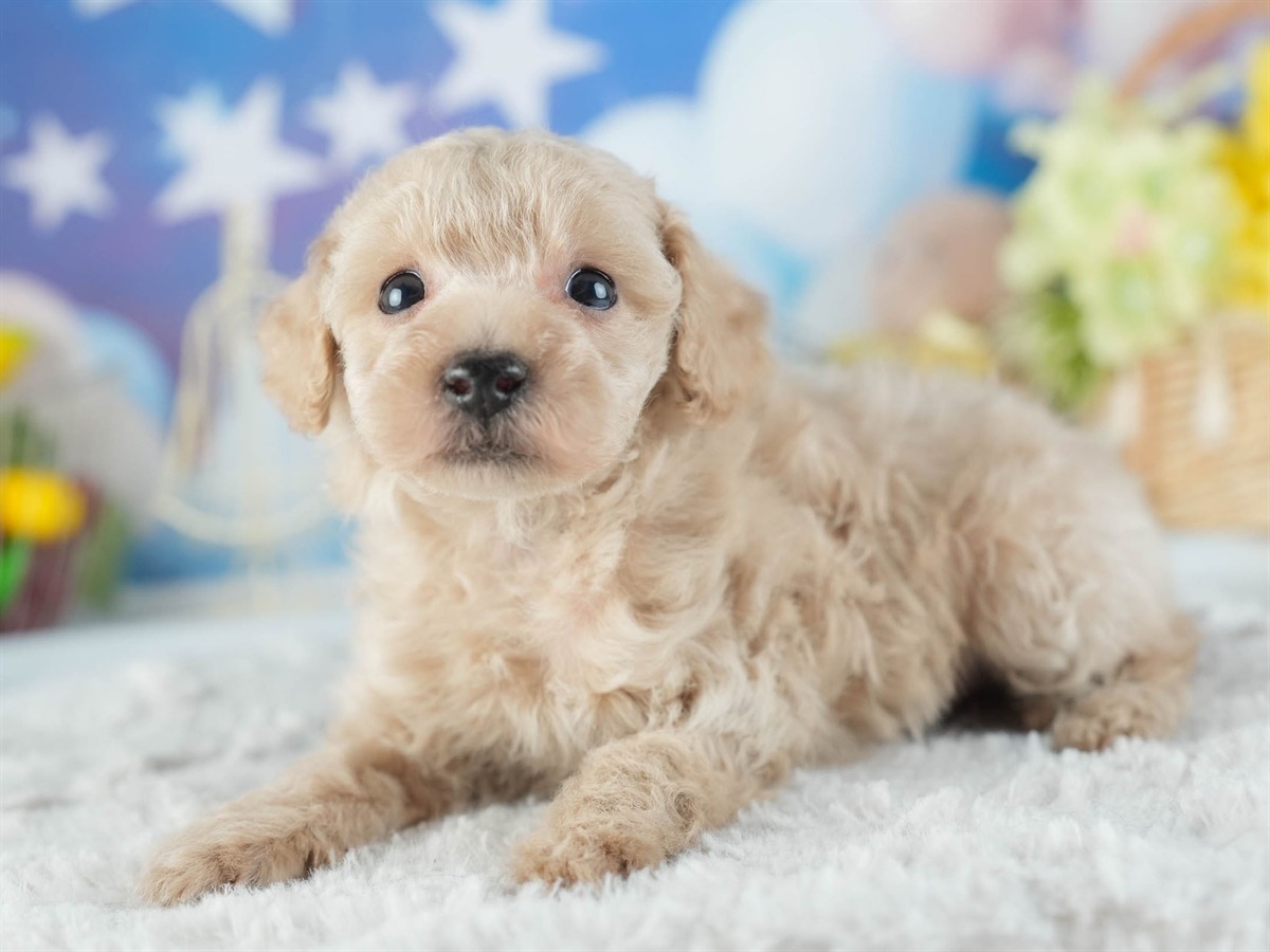 トイ・プードル | 男の子 | アプリコット | 2026年2月11日