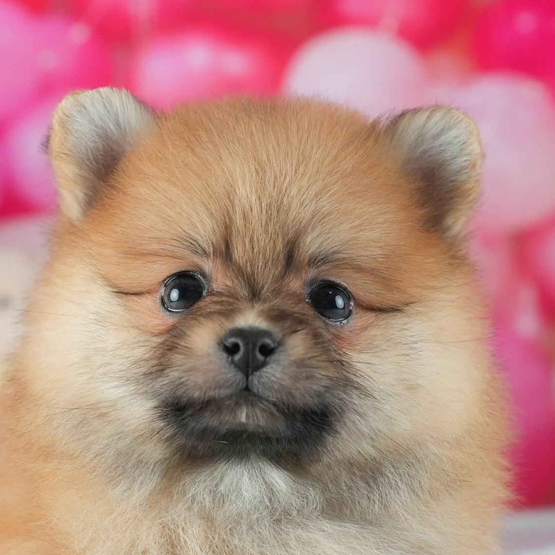 ポメラニアン | 女の子 | オレンジ | 2026年2月12日（ID:dog-200015564）