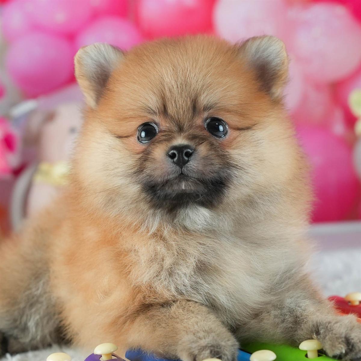 ポメラニアン | 女の子 | オレンジ | 2026年2月12日（ID:dog-200015564）