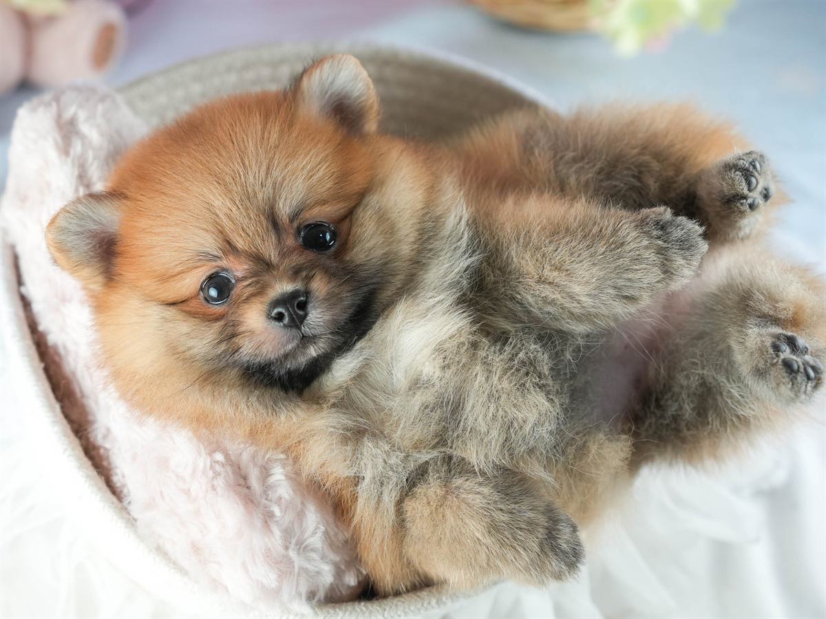 ポメラニアン | 女の子 | オレンジ | 2026年2月12日（ID:dog-200015564）