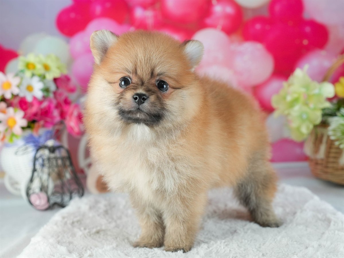 ポメラニアン | 女の子 | オレンジ | 2026年2月12日（ID:dog-200015564）