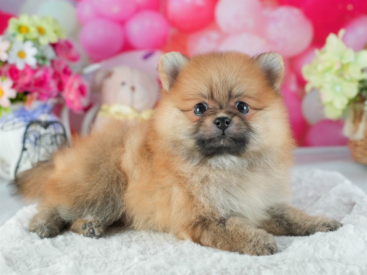ポメラニアン | 女の子 | オレンジ | 2026年2月12日（ID:dog-200015564）