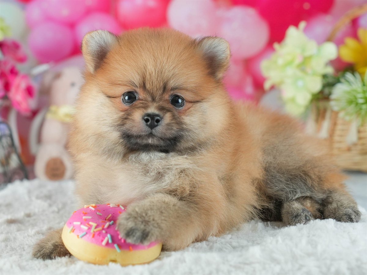 ポメラニアン | 女の子 | オレンジ | 2026年2月12日（ID:dog-200015564）
