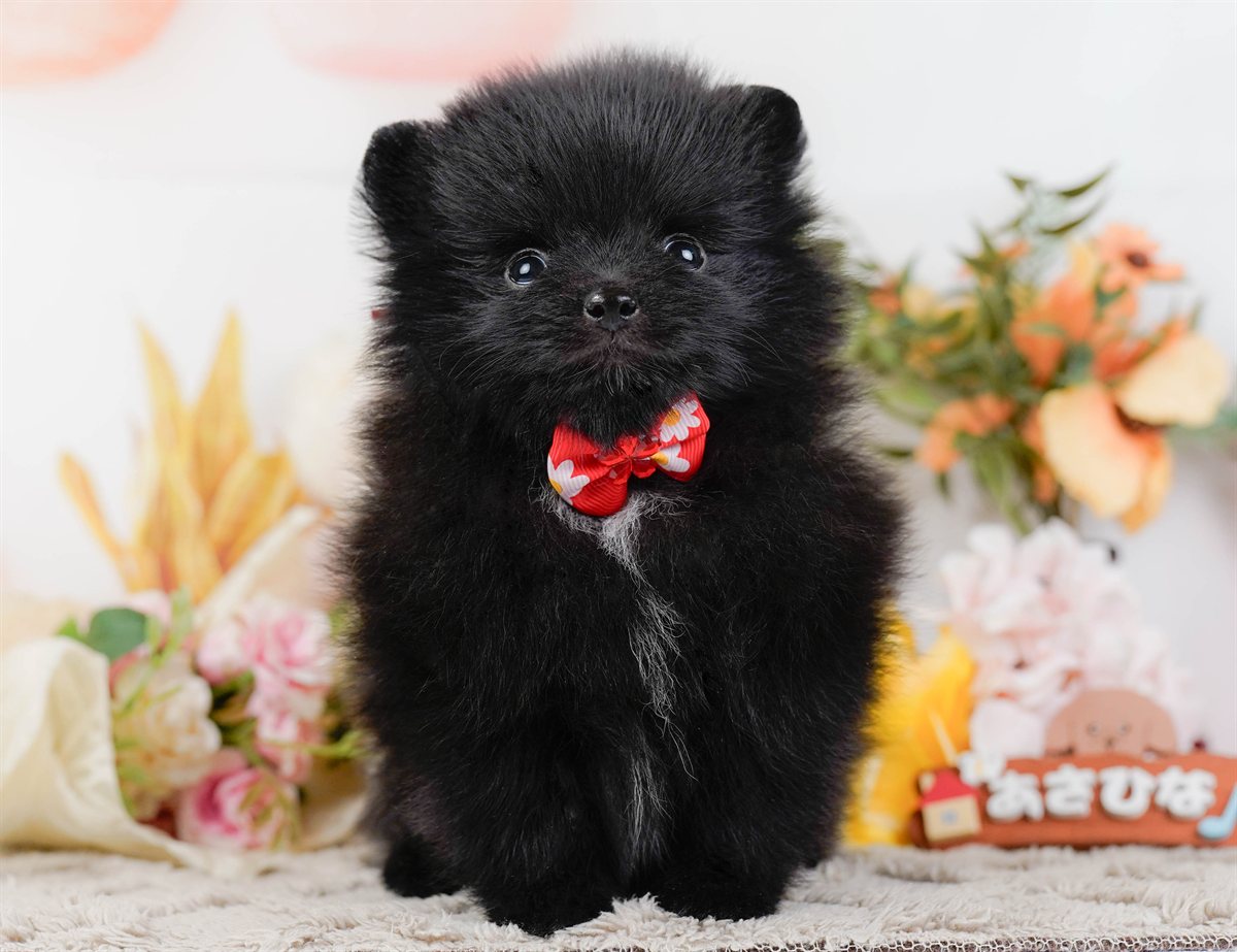 ポメラニアン | 女の子 | ブラック＆ホワイト | 2026年2月14日（ID:dog-200015575）
