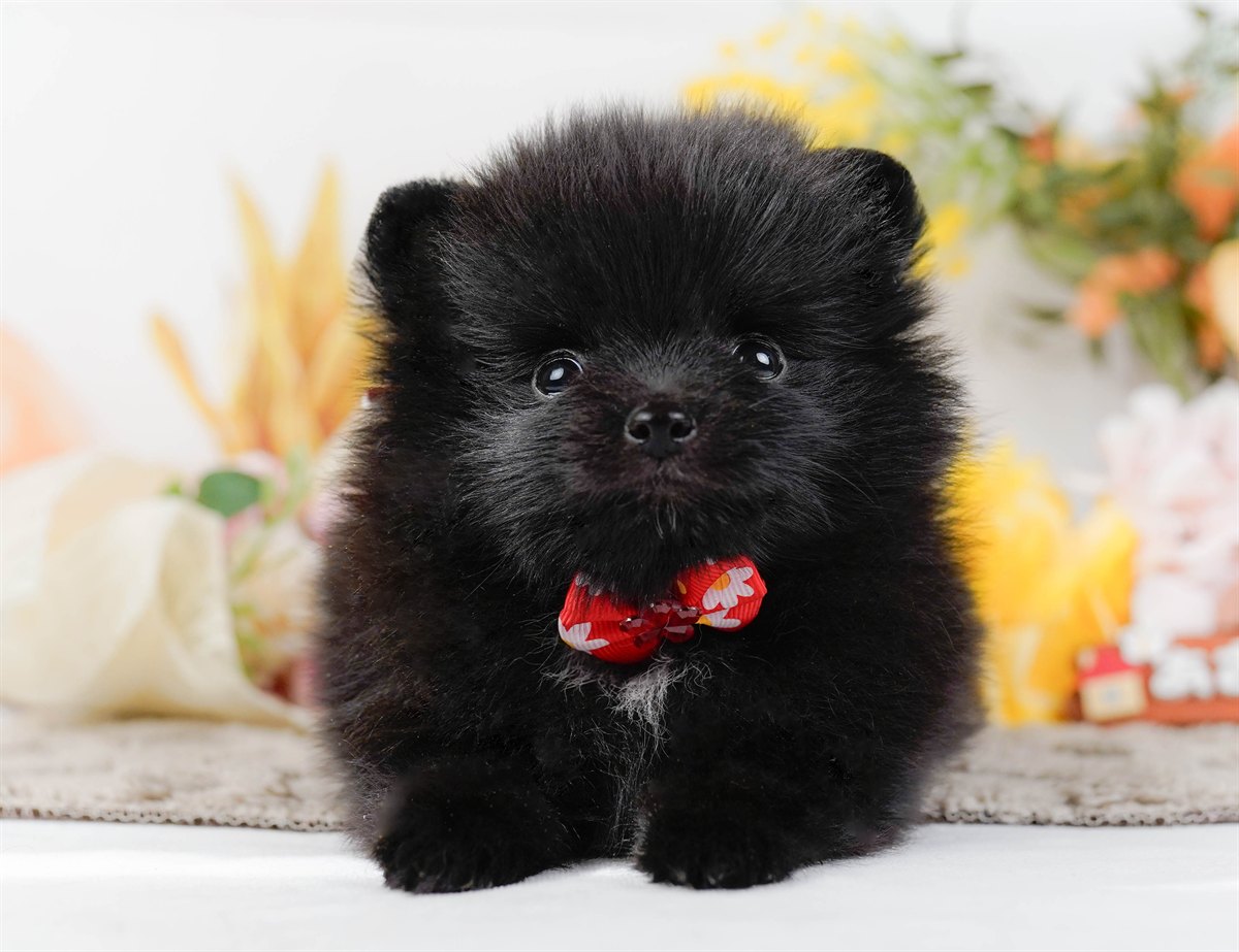 ポメラニアン | 女の子 | ブラック＆ホワイト | 2026年2月14日（ID:dog-200015575）