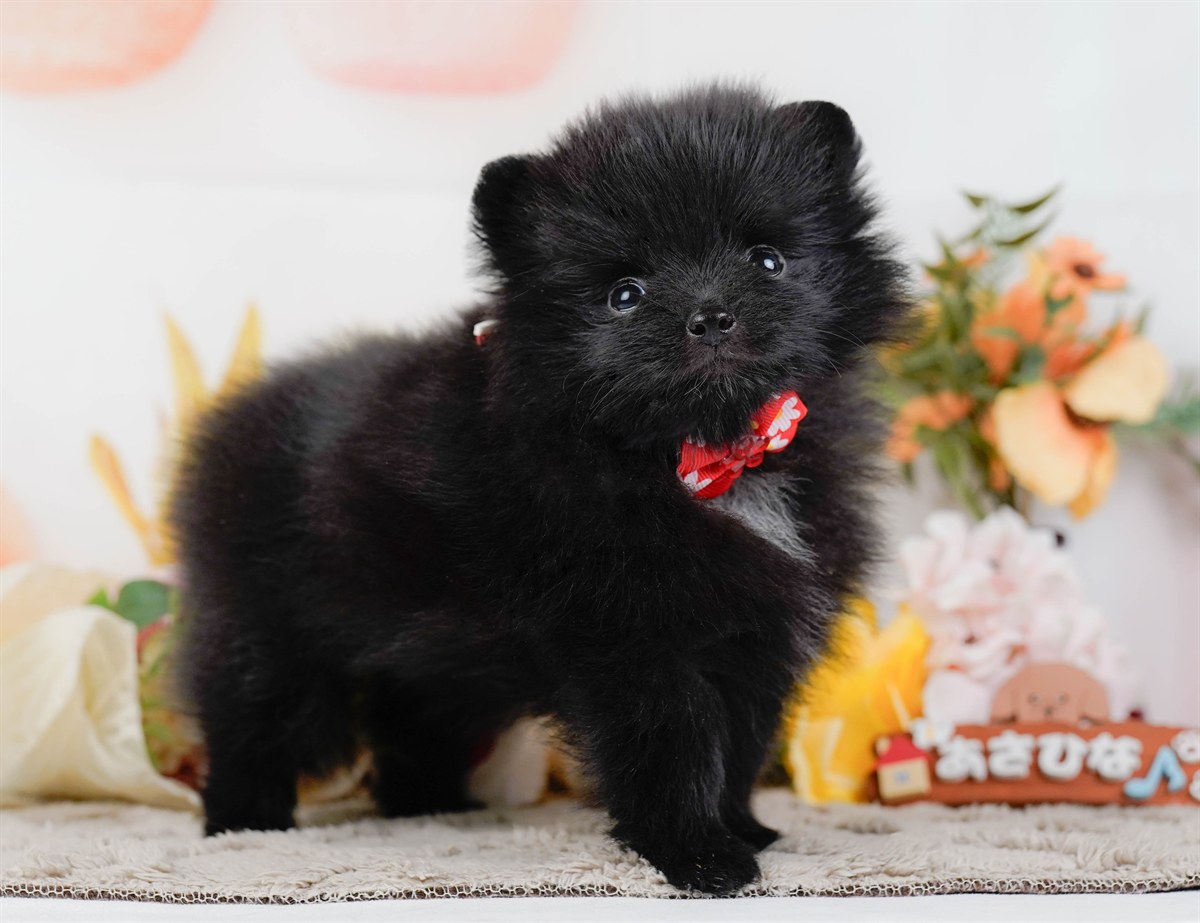 ポメラニアン | 女の子 | ブラック＆ホワイト | 2026年2月14日（ID:dog-200015575）