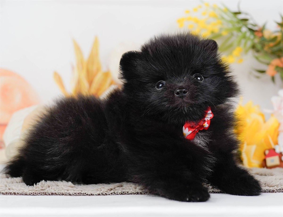 ポメラニアン | 女の子 | ブラック＆ホワイト | 2026年2月14日（ID:dog-200015575）