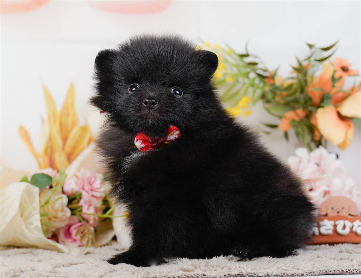 ポメラニアン | 女の子 | ブラック＆ホワイト | 2026年2月14日（ID:dog-200015575）