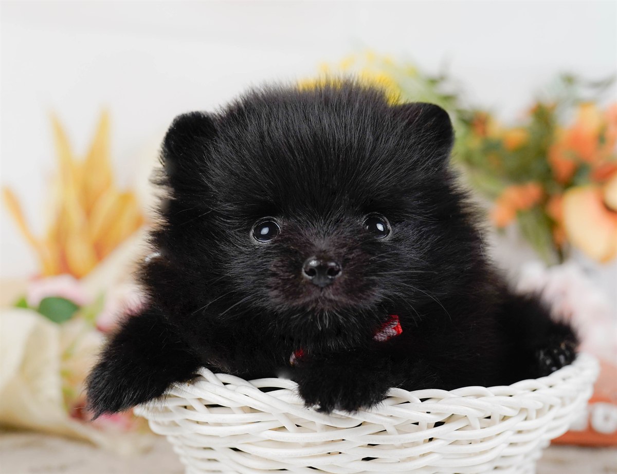 ポメラニアン | 女の子 | ブラック＆ホワイト | 2026年2月14日（ID:dog-200015575）