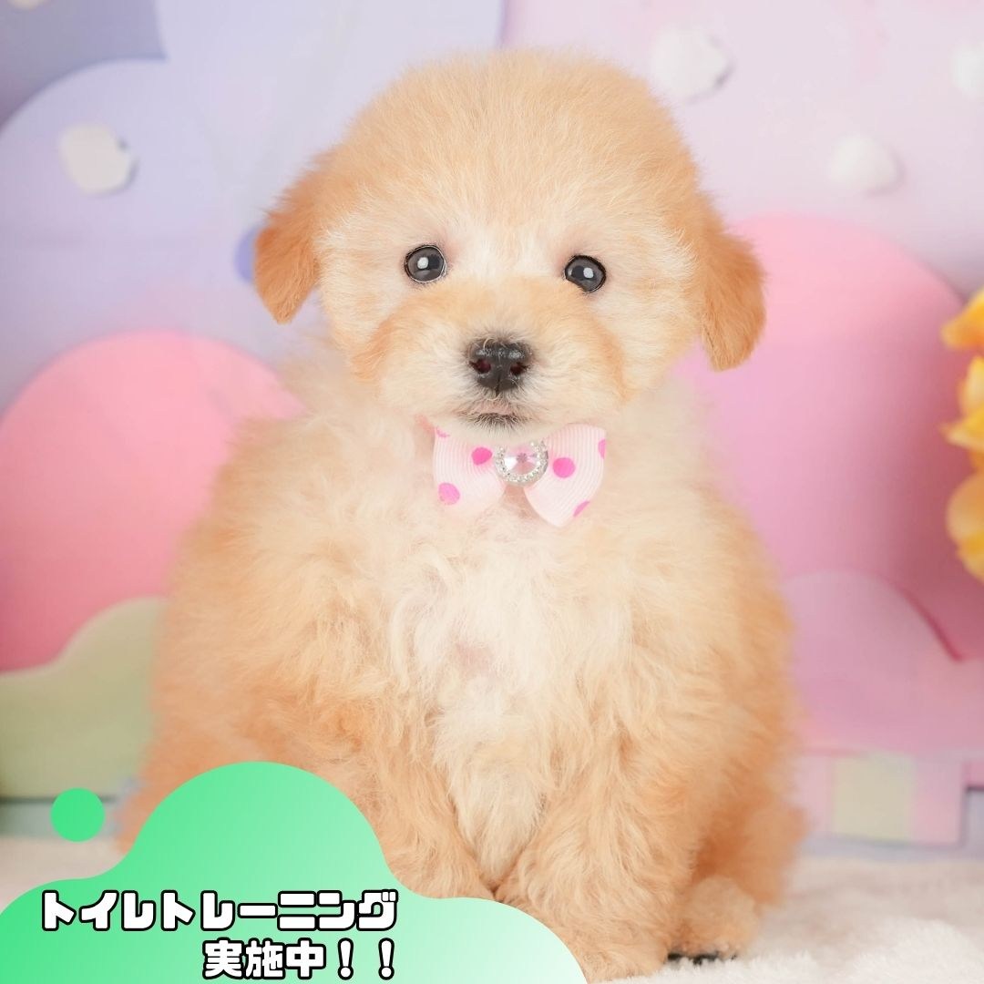トイ・プードル | 女の子 | アプリコット | 2026年2月14日（ID:dog-200015578）