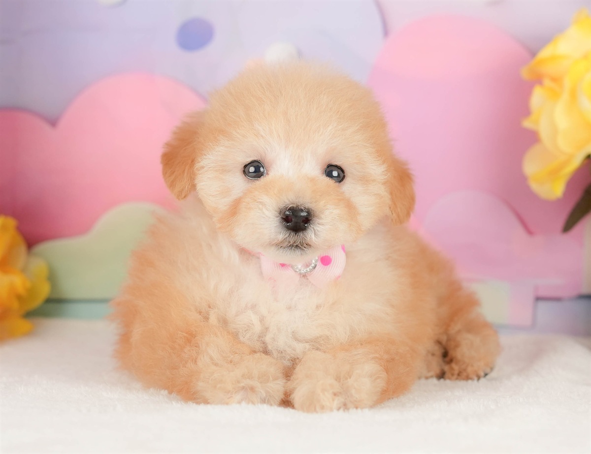 トイ・プードル | 女の子 | アプリコット | 2026年2月14日（ID:dog-200015578）