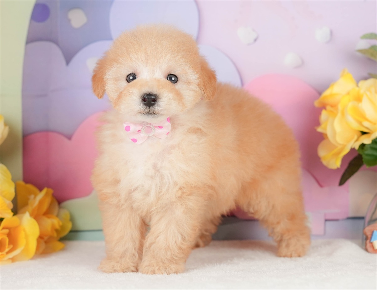 トイ・プードル | 女の子 | アプリコット | 2026年2月14日（ID:dog-200015578）