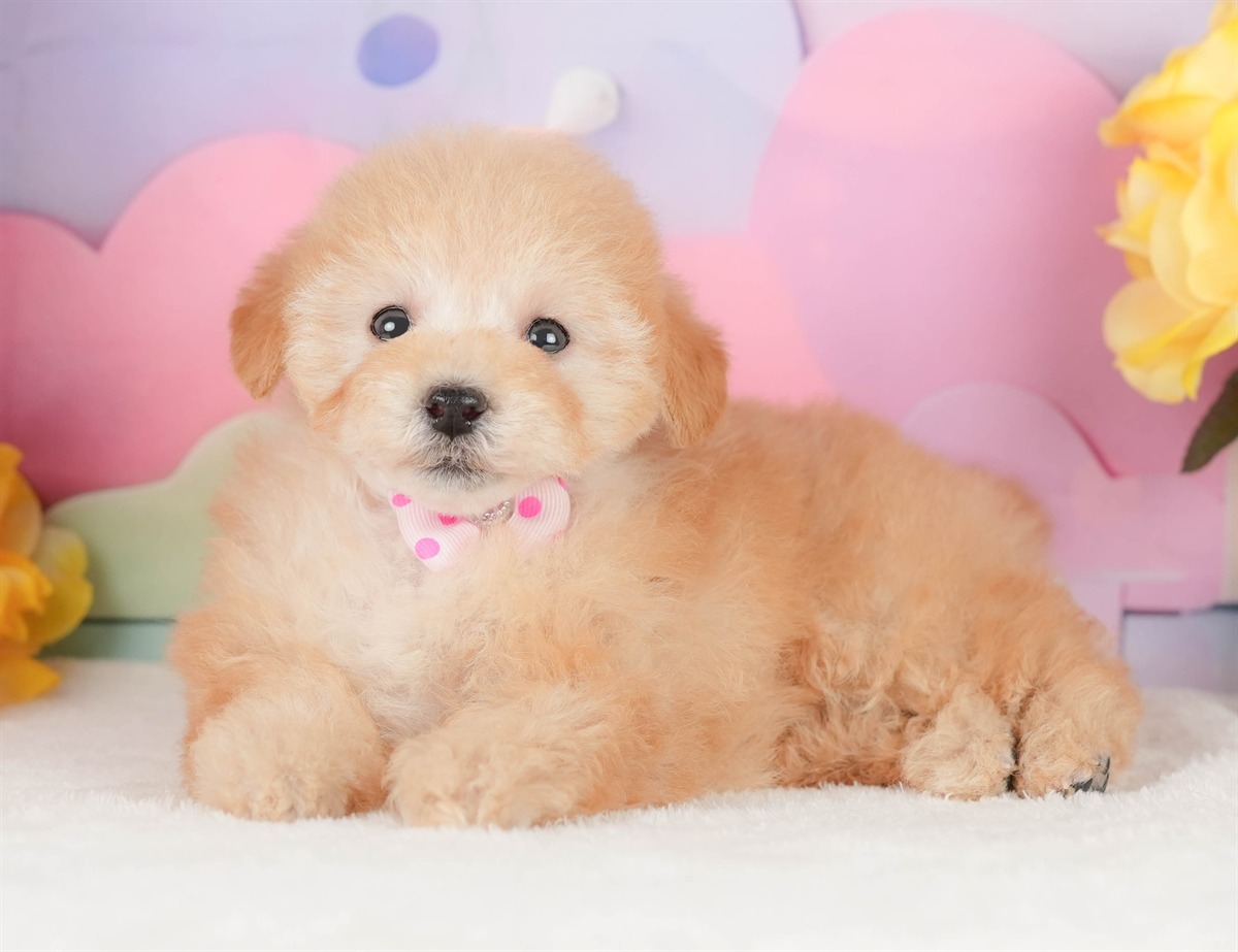 トイ・プードル | 女の子 | アプリコット | 2026年2月14日（ID:dog-200015578）