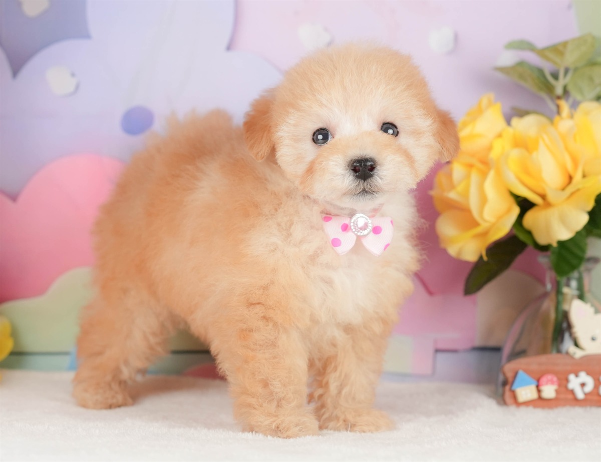 トイ・プードル | 女の子 | アプリコット | 2026年2月14日（ID:dog-200015578）